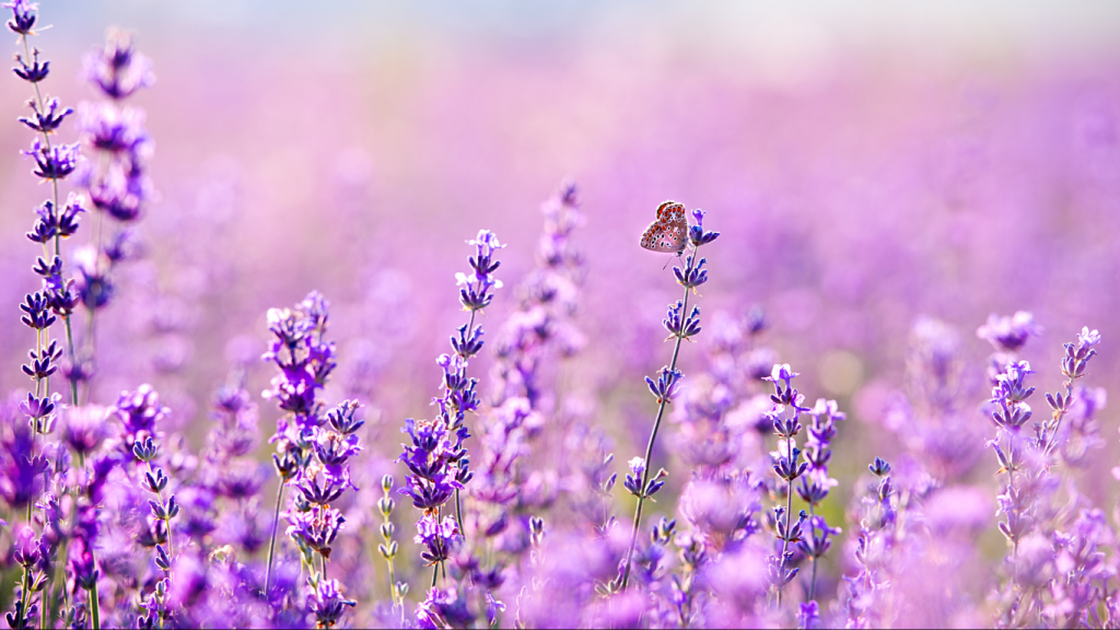 INO-Webpage (1)